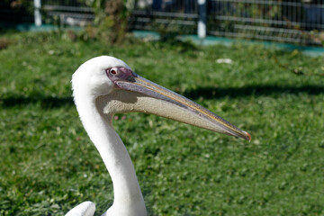 Portrait of cute white pelican