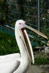 Portrait of cute white pelican