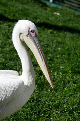 Portrait of cute white pelican