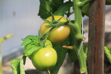 tomatoes on a vine in a greenhouse