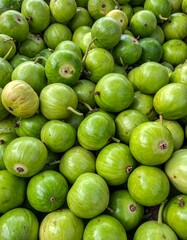 Fresh Green Gourds in a Pile.