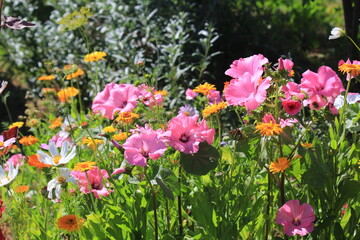 Fototapeta premium pink and yellow flowers