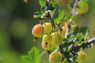 gooseberries on a branch