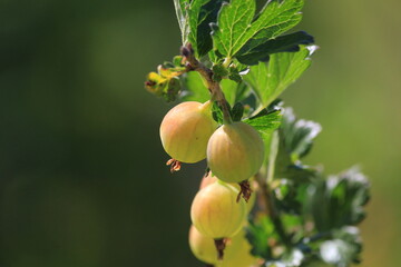 gooseberries on a branch
