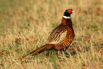 Pheasant. Ring-necked Pheasant in Winter. Colourful, male or cock pheasant stood in cut corn field...