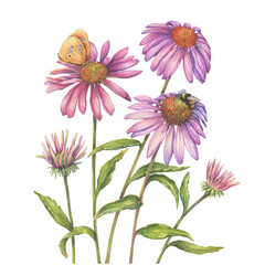 Pink Echinacea purpurea flowers with butterfly and bumblebee (tennesseensis, purple coneflower). Floral botanical greeting card. Hand drawn watercolor painting illustration isolated white background