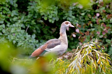 Nilgans auf einem Ast in einem See