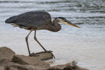 Great blue heron perched on a rock as it looks for fish in the lake.