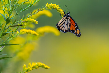 Monarch butterfly perched on a yellow flower.