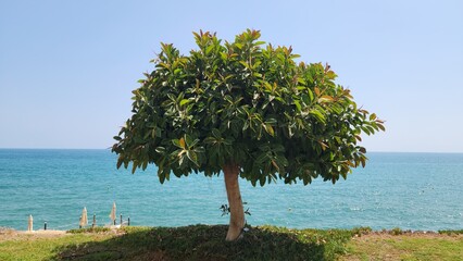 Ficus elastica, the rubber fig, rubber tree or Indian rubber bush, Indian rubber tree, or rambung by the side of a coast in Mediterranean region in summertime