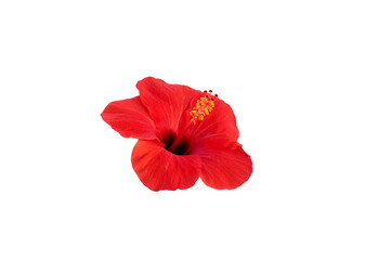China rose (Hibiscus rosa-sinensis) isolated on white background for design work