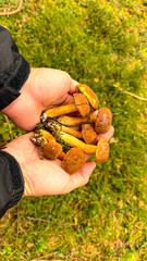 Polish mushrooms or boletus mushrooms in men's palms
