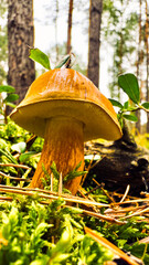 Polish mushroom or boletus close-up in the forest