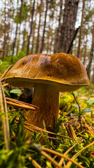 Polish mushroom or boletus close-up in the forest