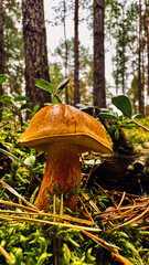Polish mushroom or boletus close-up in the forest