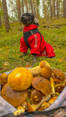 A black poodle in red clothes against the background of mushrooms in the forest