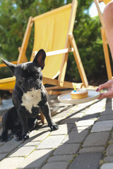 A black French bulldog celebrate his first birthday. Thу owner holds a cake and a candle in her hands