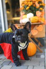 French bulldog in Halloween costumes stands in beautiful decor, pumpkin, postcards, flowers. Beautifully decorated street