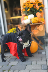 French bulldog in Halloween costumes stands in beautiful decor, pumpkin, postcards, flowers. Beautifully decorated street