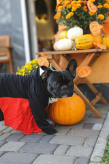 French bulldog in Halloween costumes stands in beautiful decor, pumpkin, postcards, flowers. Beautifully decorated street