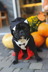 French bulldog in Halloween costumes stands in beautiful decor, pumpkin, postcards, flowers. Beautifully decorated street