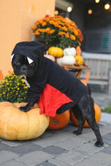 French bulldog in Halloween costumes stands in beautiful decor, pumpkin, postcards, flowers. Beautifully decorated street
