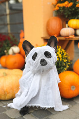 French bulldog in Halloween costumes stands in beautiful decor, pumpkin, postcards, flowers. Beautifully decorated street