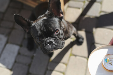 A black French bulldog celebrate his first birthday. Thу owner holds a cake and a candle in her hands