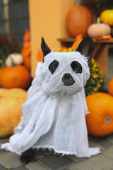 French bulldog in Halloween costumes stands in beautiful decor, pumpkin, postcards, flowers. Beautifully decorated street