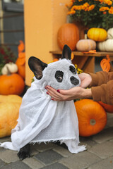 French bulldog in Halloween costumes stands in beautiful decor, pumpkin, postcards, flowers. Beautifully decorated street