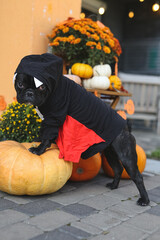 French bulldog in Halloween costumes stands in beautiful decor, pumpkin, postcards, flowers. Beautifully decorated street