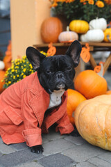 A cute french bulldog in a Halloween costume sits in a holiday-themed decorated ares surrounded by pumpkin, flowers and decorations