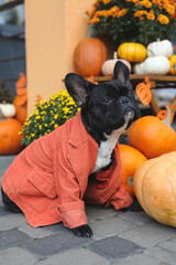 A cute french bulldog in a Halloween costume sits in a holiday-themed decorated ares surrounded by pumpkin, flowers and decorations
