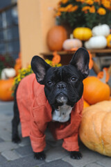 A cute french bulldog in a Halloween costume sits in a holiday-themed decorated ares surrounded by pumpkin, flowers and decorations