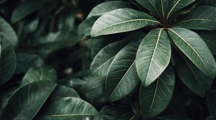 Close-up view of vibrant green leaves highlighting their unique shapes and textures. The composition creates a serene atmosphere amidst a lush garden in daylight.