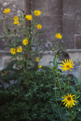 yellow flowers in the garden