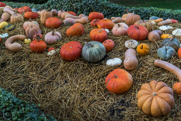 pumpkins on a farm