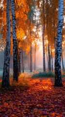 Obraz premium Autumn sunrise in birch forest with vibrant leaves and sunbeams
