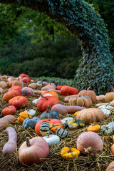 pumpkins in the grass