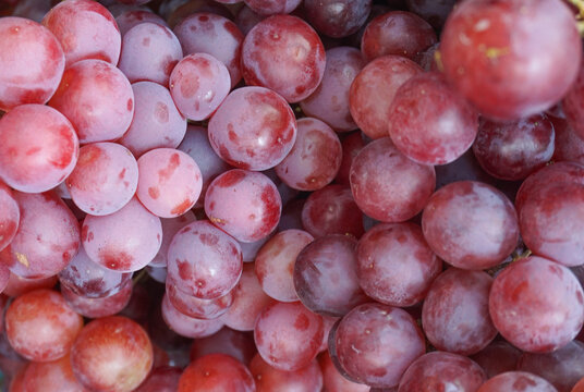 a bunch of fresh red grapes, fruit that is very rich in nutrients and anti-oxidants, is good for consumption
