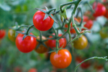 Red ripening cherry tomatoes on branch on the blurred green background for publication, design, poster, calendar, post, screensaver, wallpaper, postcard, banner, cover, website. High quality photo