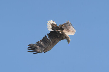 White-tailed eagle - Haliaeetus albicilla soaring gracefully in the clear blue sky above the Szczecin Lagoon, Poland. View of the bird's wings and tail from below.