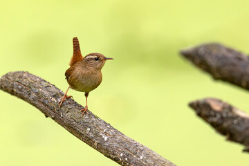 Strzyżyk (Troglodytes troglodytes)