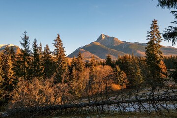 Scenic view of the High Tatras during golden hour with coniferous forest, mountain peak, and a clear blue sky in autumn light.