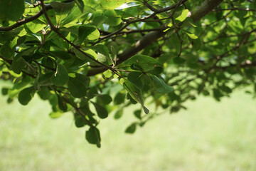 The lawn and ornamental plants in the photo from above look good as a background image for a design theme with shades of green and peace
