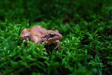 Brown Jumping Frog in Moss