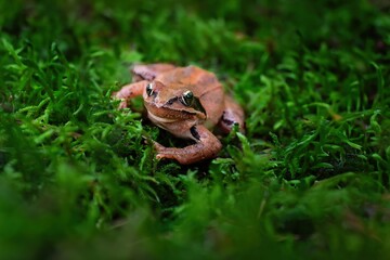 Brown Jumping Frog in Moss