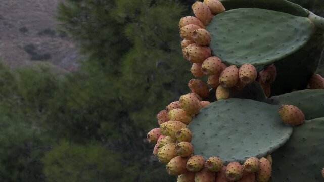 Closeup of ripe prickly pear cactus fruits in vibrant orange and red shades