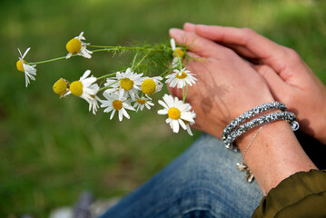 female hands holding cute bunch of wildflowers camomiles сlose-up