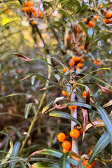 ripe orange berries of sea ​​​​buckthorn on branch in autumn garden